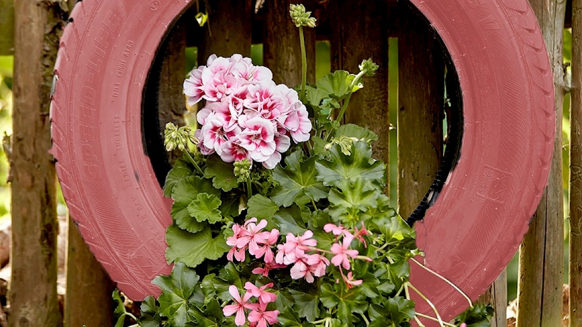 Geraniums