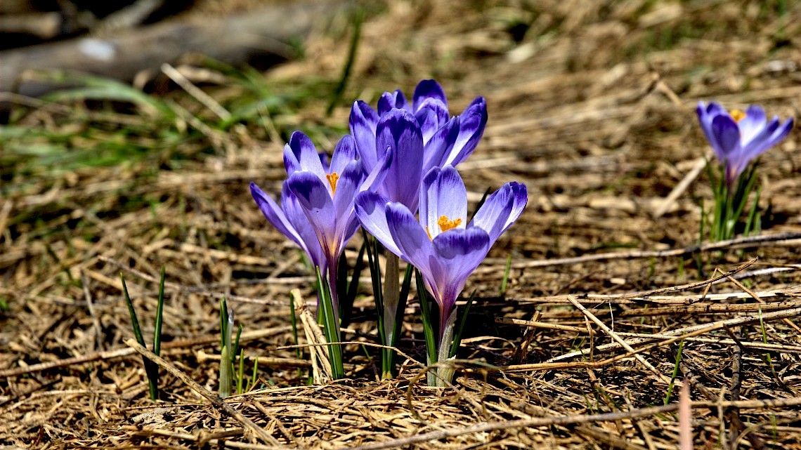 Krokus in de voorjaarstuin