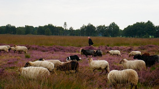 Drenthe knooppuntenroute fietsen fietsknooppunten Ruinen