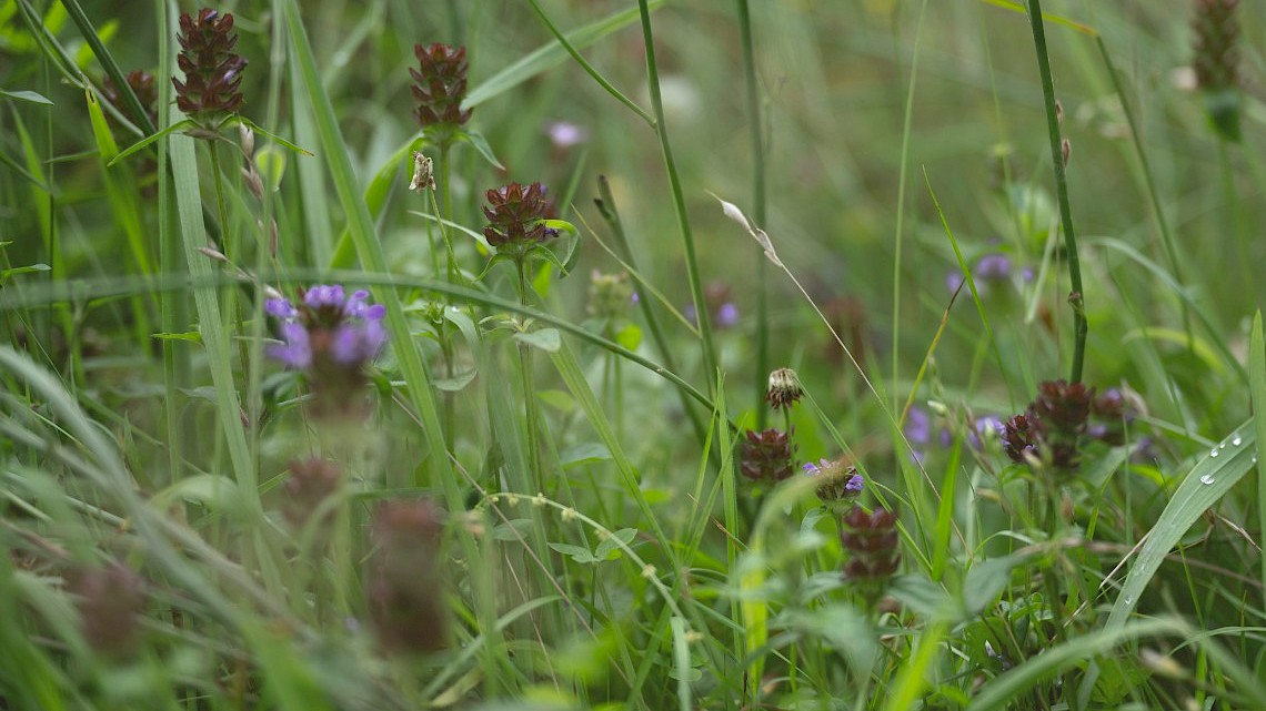 Plattelandsvraagstuk 300.000 ha voor biodiversiteit