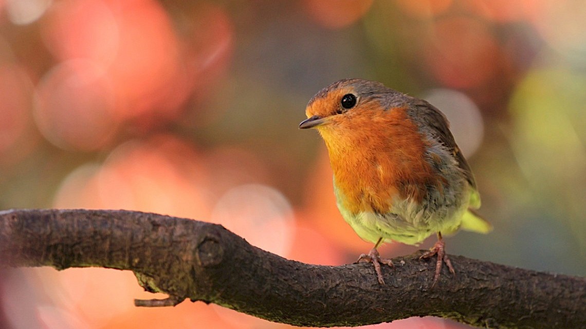 Komend weekend is de Nationale Tuinvogeltelling van Vogelbescherming