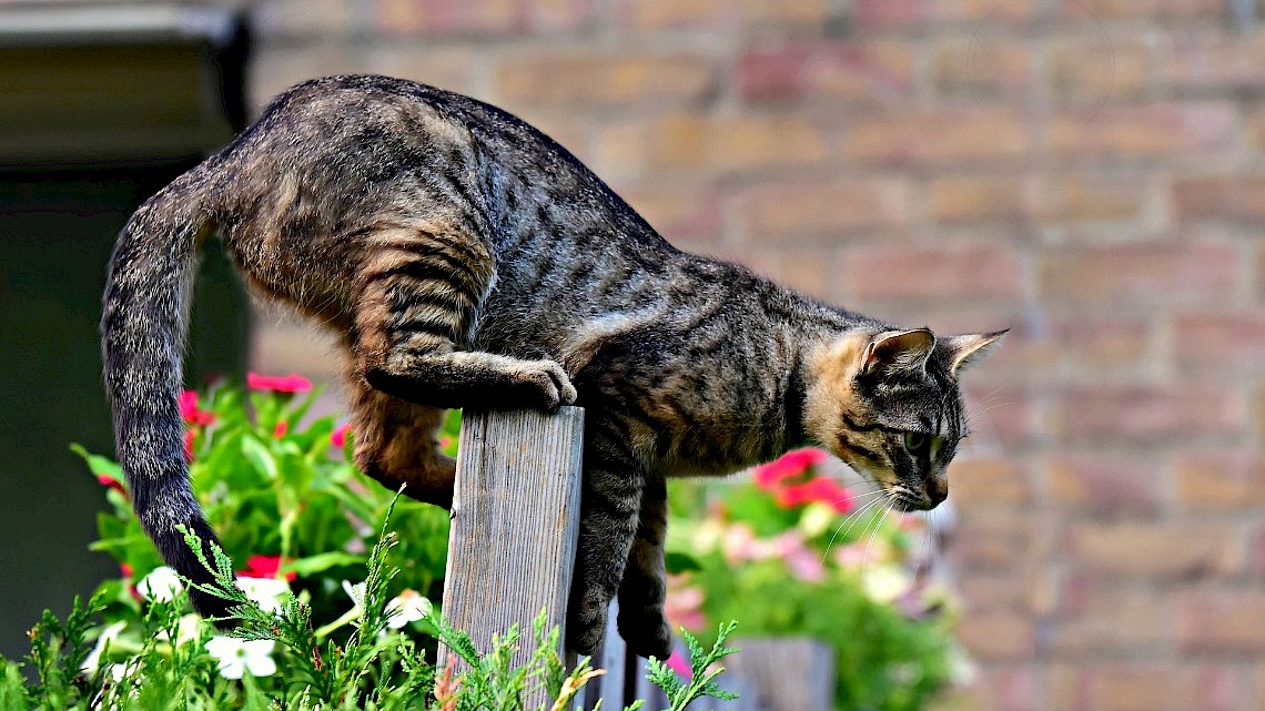 Kat in de tuin