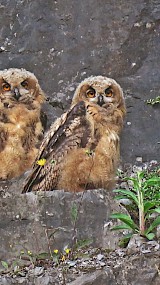 Tweeling Oehoe in de steengroeve bij Winterswijk