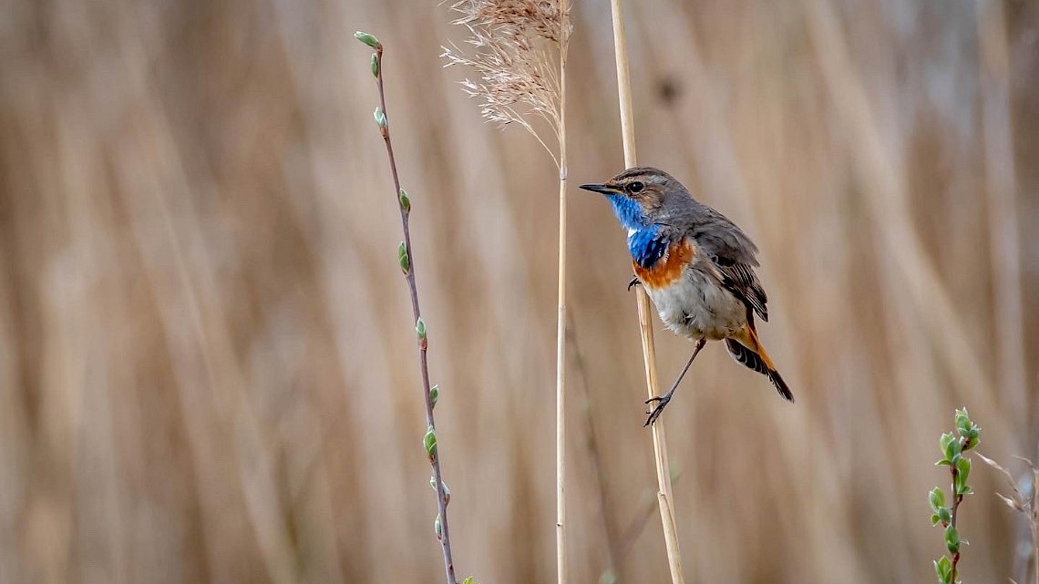 de Blauwborst, foto Jos Verheij