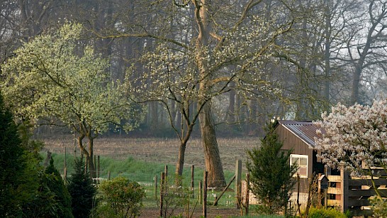 Fruitbloesem in Twello