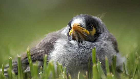 Jonge vogels in de tuin - Redden of met rust laten?