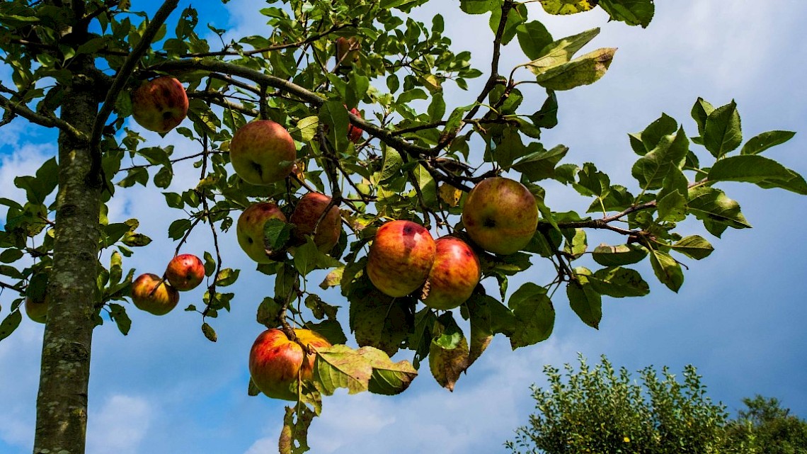 Lokale producten uit Gelderland