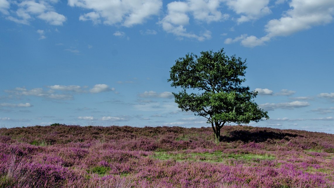 De heide bloeit!