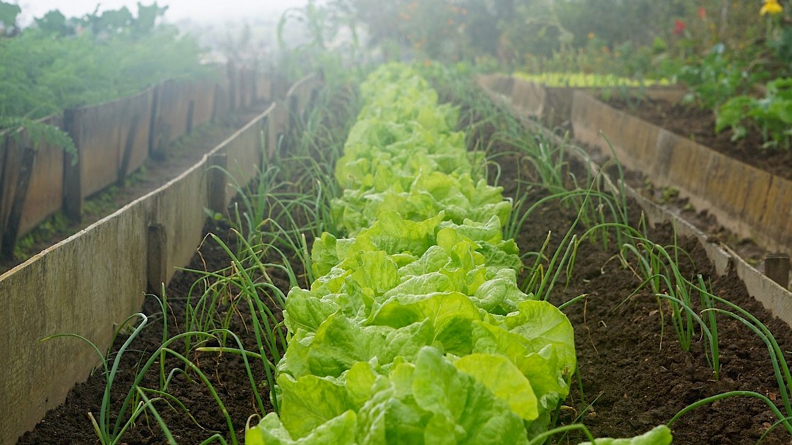 Moestuin zaaien in september