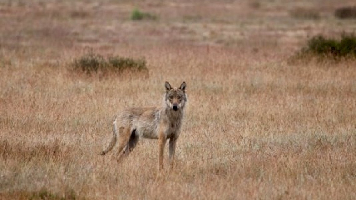 Veluwe wolf informatie Europese Commissie