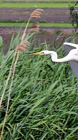 Opvliegende witte reiger (geüpload door Martin)