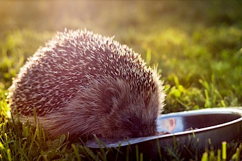 Harde kattenbrokken en een beetje water helpt de egel met zijn zoektocht naar voedsel