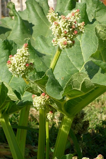 De sierrabarber of Russische rabarber is een bladverliezende vaste plant met grote getande bladeren. In de lente kleurt hij eerst paarsrood om later in de zomer groen te kleuren. Mooi solitair of achterin een border.