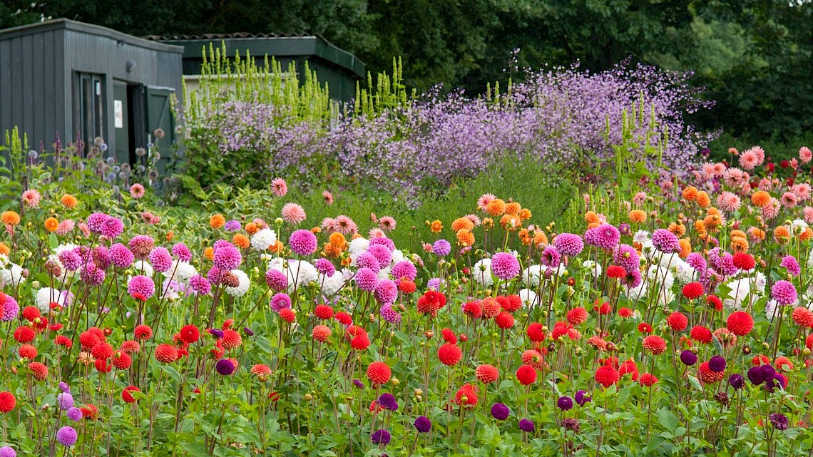 Zomerbloemenfestijn 2024