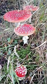 Herfst in Drenthe (geüpload door Wilma Merkenhof)