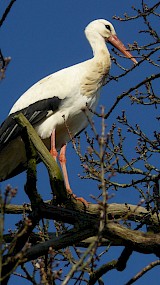 Ooienvaar in de boom bij prachtige helder weer. Gemaakt in Onstwedde(Groningen) tijdens een vakantie. (geüpload door Eva Geurink)